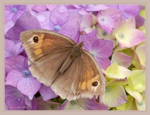 Meadow Brown Butterfly on Hydrangeas
