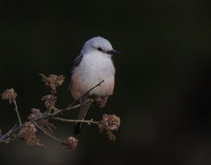 Scissor-Tailed Flycatcher