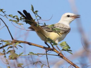 Scissor-Tailed Flycatcher