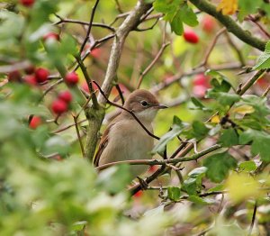 Whitethroat