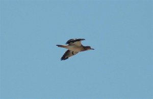 Stone curlew in flight