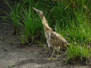 A most confiding Bittern