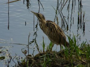 Bittern