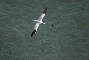 Gannet