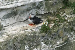 Puffin