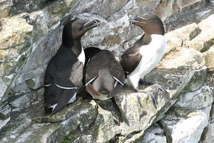 Razorbills