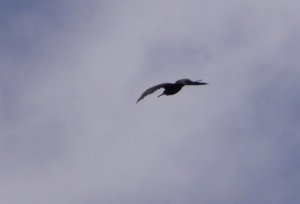 Magnificent Frigatebird