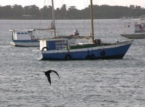 Magnificent Frigatebird in harbor