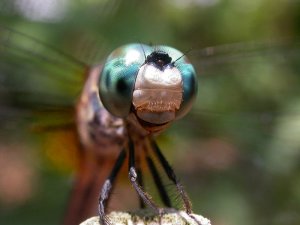 Dragonfly - eye facets