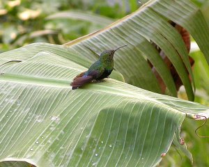 Green Throated Carib on bananaleaf