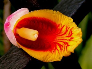 Flower:  Shell Ginger