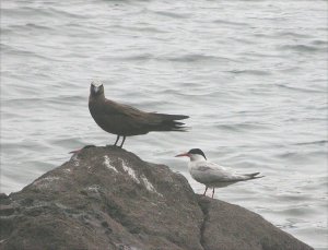 Brown Noddy with Roseate Tern