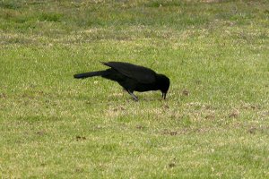 White Winged Chough