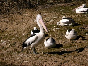 Australian Pelican