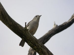 Grey Shrike-Thrush