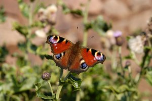 Peacock