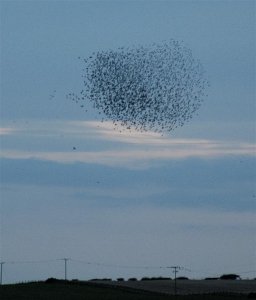 Starlings at Loch Gelly