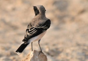 Black-eared Wheatear