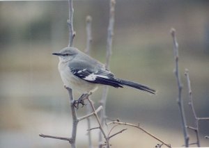 Northern Mockingbird