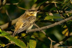 Sedge Warbler