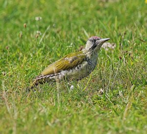 Green Woodpecker - A Young 'un