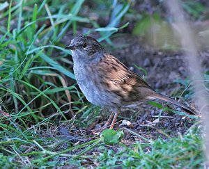 Dunnock - Under the Hedge