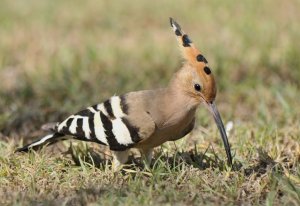 Hoopoe