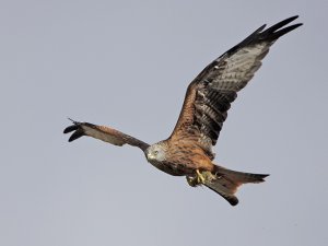 Red Kite with something in its talons