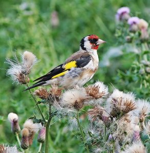 September Goldfinch