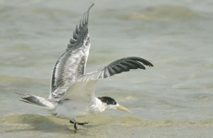 Lesser-creasted Tern