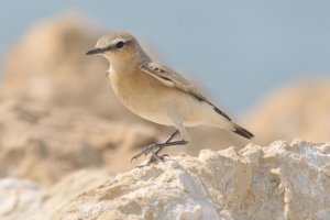 Isabelline Wheatear