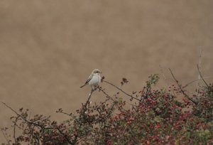 Woodchat Shrike