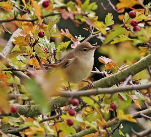 Autumn Reed Warbler