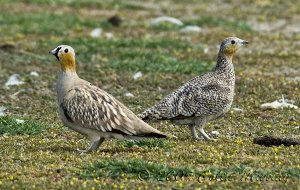 Crowned sandgrouse