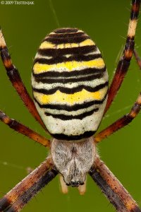 Wasp spider