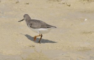 Terek Sandpiper