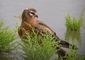 Montagues Harrier