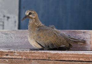 Laughing or Palm Dove