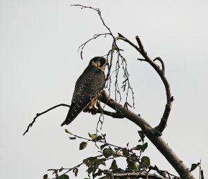 Hobby - At Rest