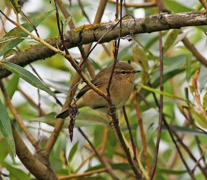 Chiffchaff