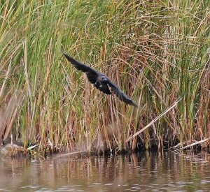 Carrion Crow - Flying Low