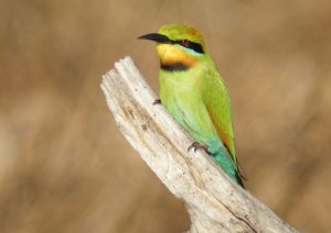 Rainbow Bee-eater