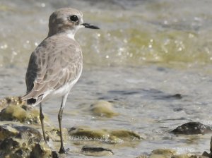 Greater Sand Plover