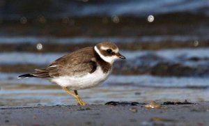 Ringed Plover