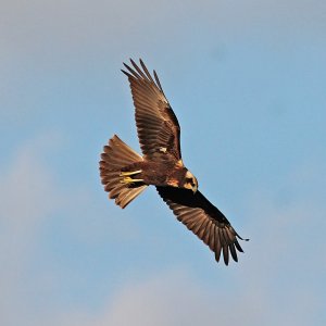 Marsh Harrier - On the Hunt