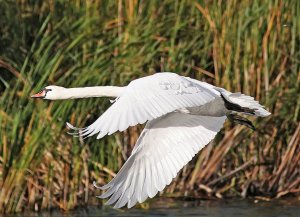 Mute Swan - Airborne
