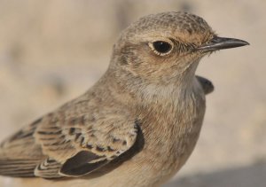 Wheatear