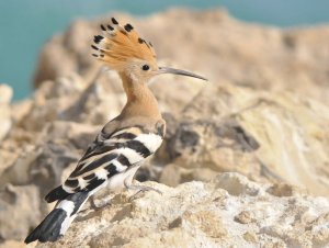 Hoopoe