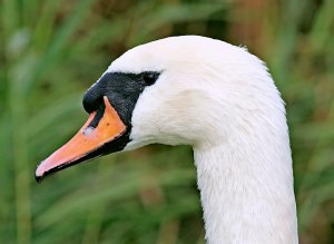 Profile of a Mute Swan