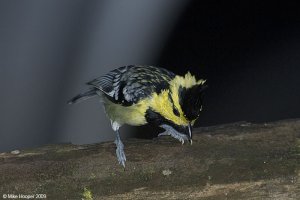 Yellow-cheeked Tit